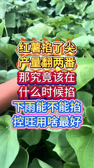 红薯高产管理小技巧 红薯掐了尖，产量翻一番，那到底是什么时候掐尖好#红薯 #红薯高产管理  #红薯高产#红薯高产种植 #红薯
