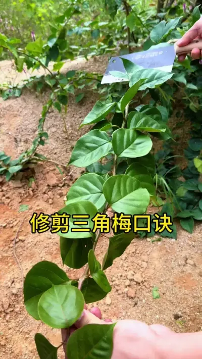 修剪三角梅，一定要记住这条口诀#三角梅 #种植小技巧 #花卉绿植