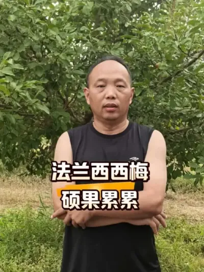 法兰西西梅硕果累累#农田行者 #农田行者技术服务联盟#西梅种植#新疆水果