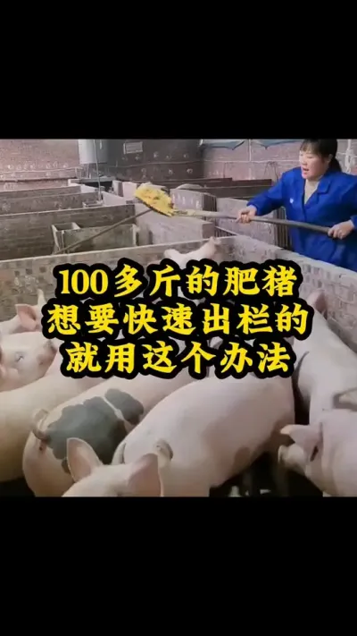 #每天分享养殖技术和经验 #每天分享实战养猪经验 #喂猪人的日常生活不容易 #服务三农支持三农 #所有养猪人