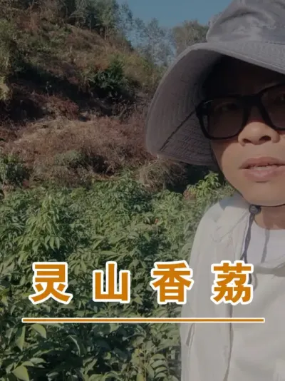 灵山香荔的定制#广西灵山荔枝果苗#农业创业#抖音新农人计划2025#吕老师种果苗