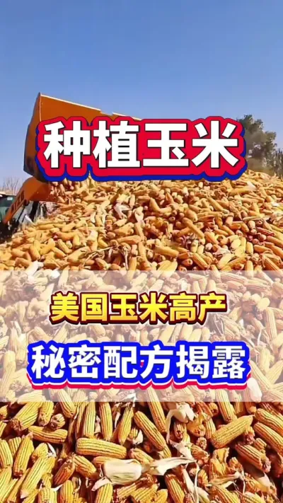 美国玉米高产，秘密配方揭露！#玉米高产  #玉米种植  #玉米种植管理技术  #玉米施肥  #服务三农支持三农