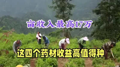 25年利润高前景好的4个药材，最低亩收入2万，最高17万 #药材种植 #农村致富好项目 #返乡创业新农人 #天麻种植