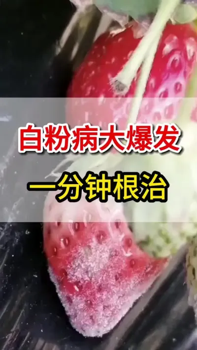 草莓白粉病大爆发，教你一个方法搞定#草莓种植 #抖音助农 #三农 #白粉病