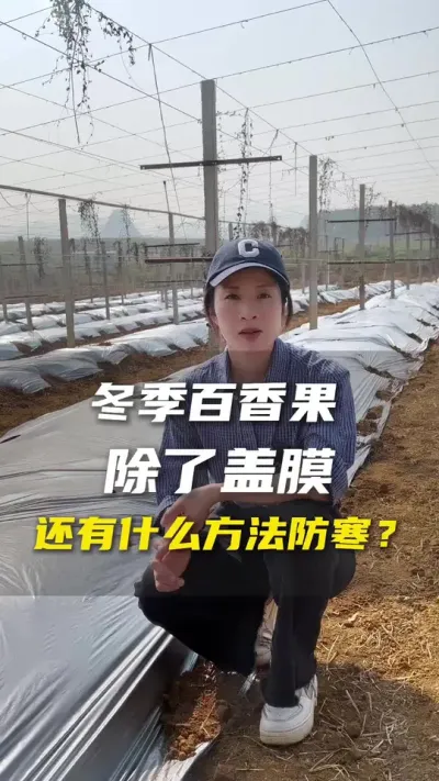 冬季用这个东西对植株生长也有好处哦！#百香果#百香果种植技术 #抖音助农