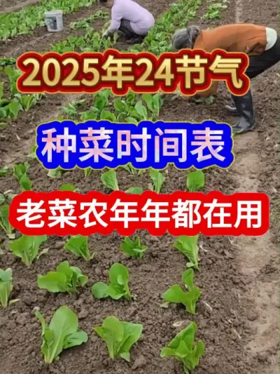 2025年24节气种菜时间表老菜农年年都在用 #农业种植 #分享农业知识帮农民增产增收 #种植小技巧 #蔬菜种植 #种菜时间表
