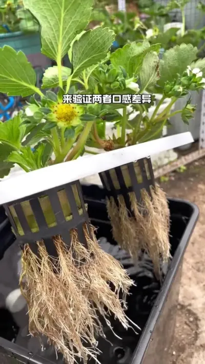 水培草莓和土培草莓的综合对比 大家觉得选择什么样特性的品种做水培会比较惊艳？#水培植物 #盆栽草莓 #记录我的种植生活 #在家种菜 #草莓种植管理技术和方法