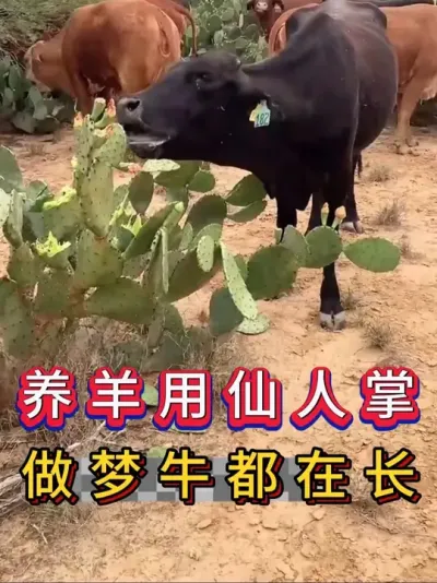 养羊用仙人掌做梦牛都在长#养牛人#新手养牛#养牛#牛羊养殖