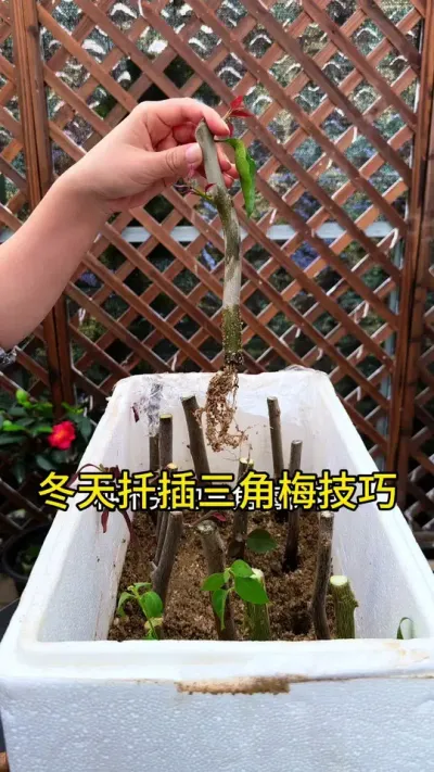 冬天学会这样扦插三角梅，春天就有种不完的三角梅树苗#三角梅 #种植小技巧 #扦插