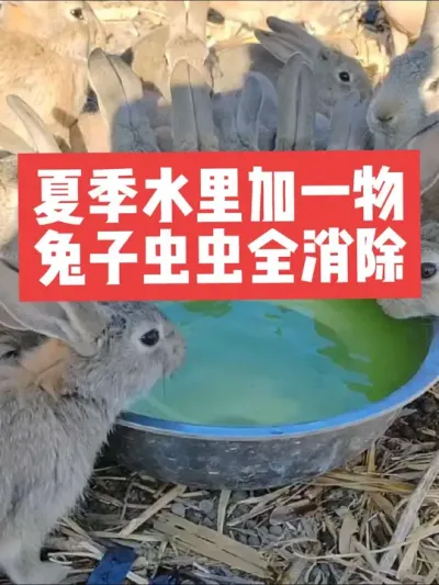 夏季水里加一物，兔子虫虫全消除 #兔子#养殖#养兔#三农#养兔人