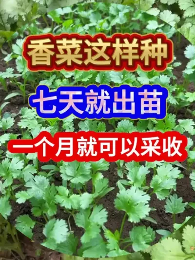 香菜这样种七天就出苗一个月就可以采收 #香菜种植 #香菜种植方法 #蔬菜种植 #农业种植 #三农