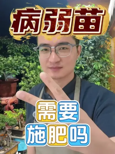病苗弱苗需要施肥吗？ #养花  #花卉绿植  #养花小知识