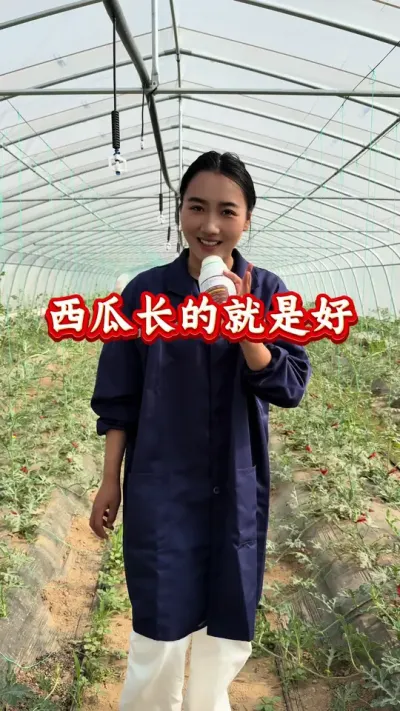 西瓜种植 西瓜长的就是好 #西瓜管理 #西瓜种植 #西瓜高产 #生根壮苗