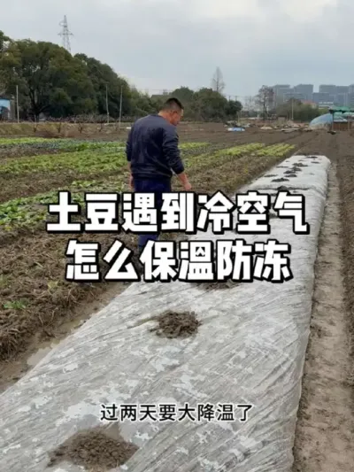 土豆出苗后遇到打霜如何保温防冻 #种植 #农业种植 #种菜 #三农