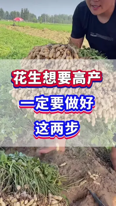 花生想要高产一定要做好这两步！#花生种植  #花生高产  #花生种植管理技术  #农业种植