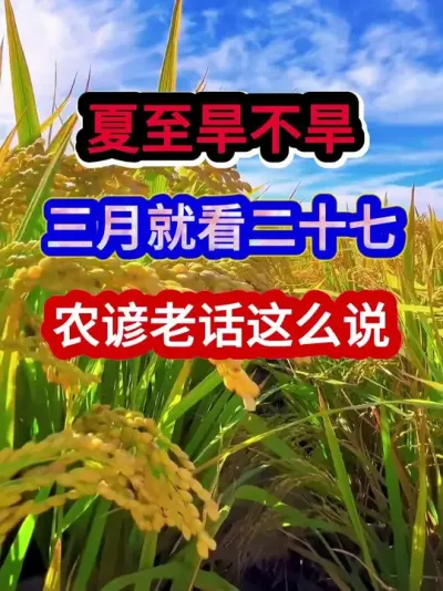 夏至旱不旱三月就看二十七农谚老话这么说 #农业谚语 #农业天气谚语 #农谚 #农业种植 #三农