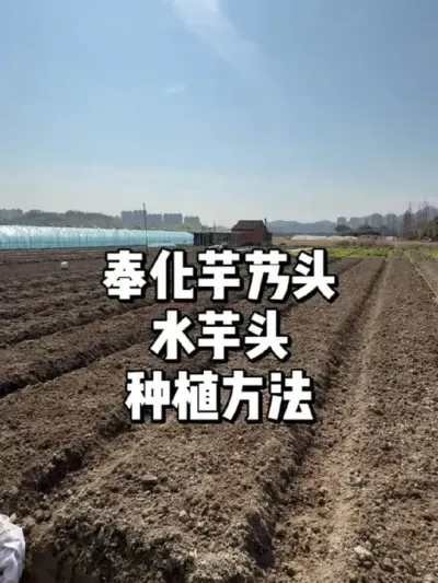 芋头种植方法及种植要求 #农业种植 #种植 #三农 #种菜