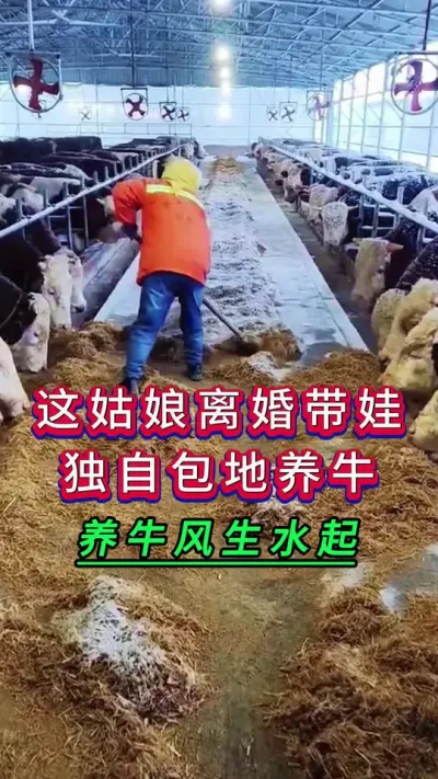 这姑娘离婚带娃独自包地养牛养牛风生水起#新手养牛#养牛#牛羊养殖