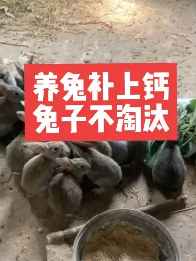 养兔补上钙，兔子不淘汰 #兔子#养殖#三农#养兔人