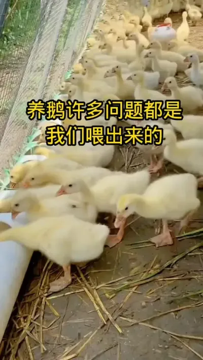 #养鹅技术分享 #科学养鹅 #禽病技术指导 #养殖人加油