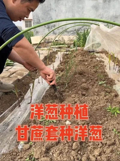 育苗了几个月的洋葱，结果长得还没有头发丝大，气得女主都不想要了，看见种植户刚种下的苗子也一样小，又开始斗志昂扬的移栽，老公帮忙移栽洋葱苗，直接套种甘蔗地#洋葱 #洋葱种植 #种植小技巧 #强迫症治愈系