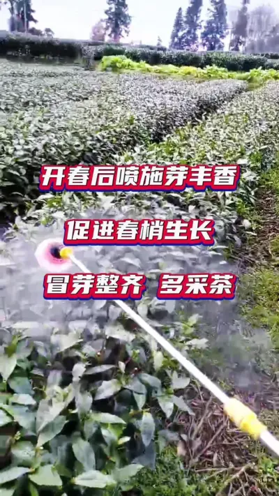 #冬季茶园管理技术 #春茶增产提质小妙招#茶树种植技术与管理