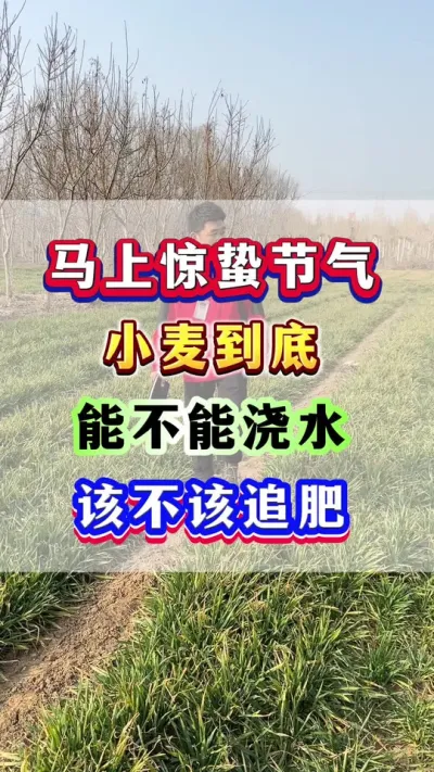 马上惊蛰节气，小麦到底能不能浇水？该不该追肥？#小麦种植 #小麦高产  #小麦种植管理技术 #小麦追肥