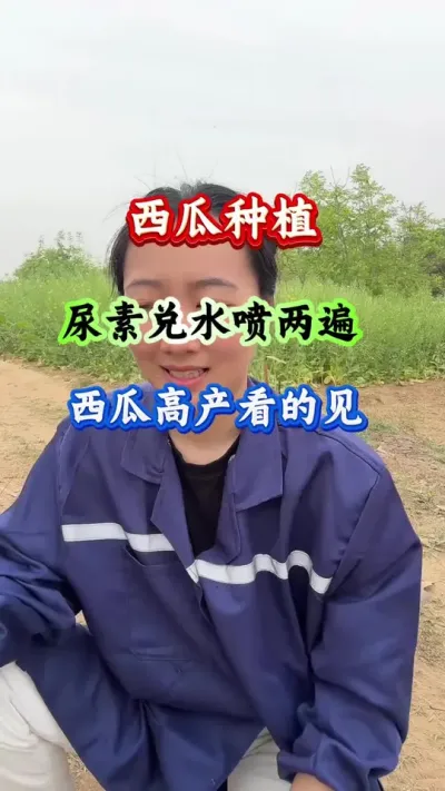 西瓜种植 尿素兑水喷两遍西瓜高产看得见 #西瓜种植 #西瓜管理 #西瓜高产 #病害防治