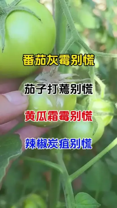 万能杀菌剂，春季大棚湿度大，个类病害大爆发，，一定要及时预防，一个配方轻松搞定#番茄种植 农业种植#抖音助农