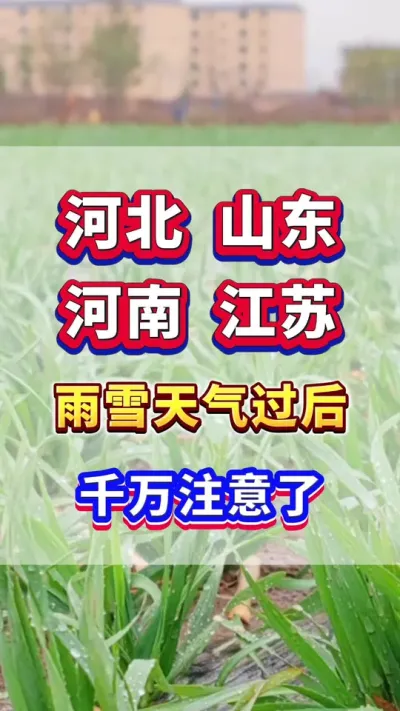 河北，山东，河南，江苏种小麦的老乡，雨雪天气过后，千万注意了！#小麦种植  #小麦高产  #小麦种植管理技术  #小麦追肥