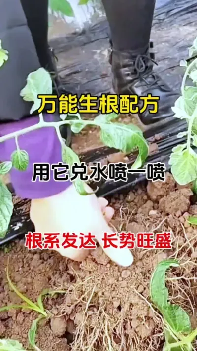 万能生根配方，任何作物都能用，生根慢，生根难，扦插，移栽，嫁接都可以使用#自制生根剂 #生根剂 #生根壮苗