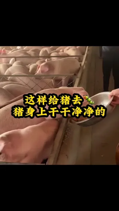 #猪喂什么饲料长得最快 #养猪人不容易 #所有养猪人 #养猪人加油干 #自繁自养母猪