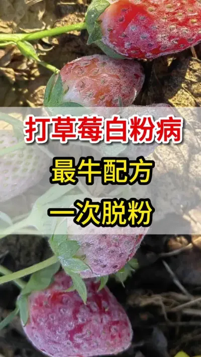 草莓白粉病，教你一个方法，这一招搞定#白粉病#草莓