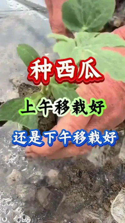 种西瓜 西瓜是上午移栽好还是下午移栽好#西瓜种植#西瓜管理#西瓜高产 #种西瓜#生根壮苗
