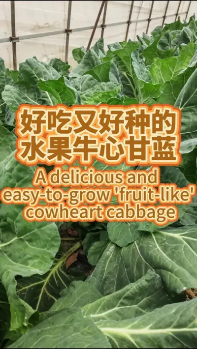 好吃又好吃的牛心甘蓝 可以生吃的水果蔬菜，喜欢的赶紧种起来吧#有机蔬菜 #种植小技巧 #甘蓝 #我爱种菜 #种菜小技巧