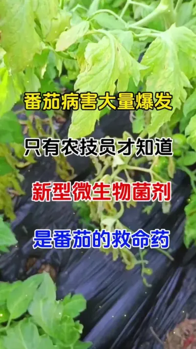 有了它，无需在分辨什么病，用什么药了#病害防治 #每天分享种植农业小知识 #番茄种植