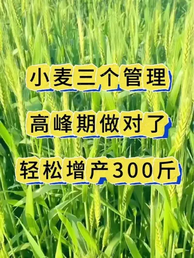 小麦增产高峰期，抓住了增产又增收！#农业种植#小麦 #小麦种植 #小麦种植管理技术 #小麦高产技术