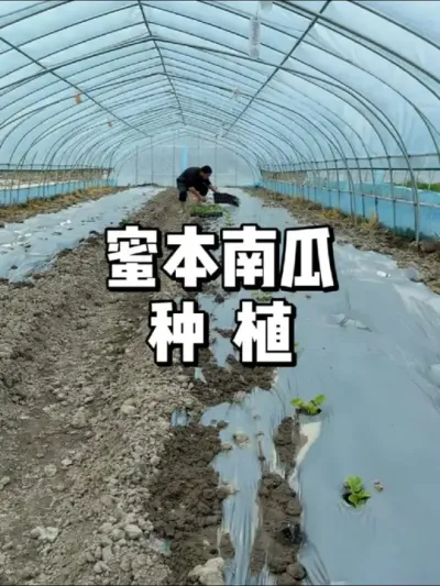 蜜本南瓜怎么种植，整枝打蔓方法 