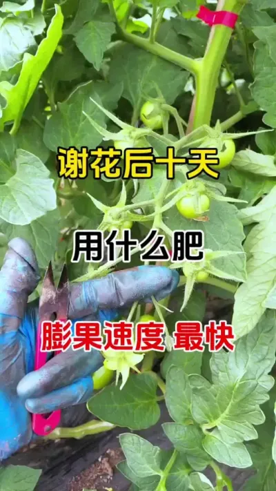 把握好膨果关键期，膨果快。不空不裂不畸形，果树，草莓，蔬菜等都适用#西红柿膨果专用叶面肥 #膨果 #膨果上色