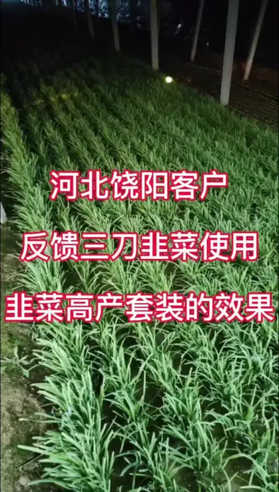 河北饶阳客户，反馈三刀韭菜使用，韭菜高产套装的效果。#韭菜种植 #韭菜管理 #韭菜种植与管理 #韭菜高产 #韭菜粗又嫩