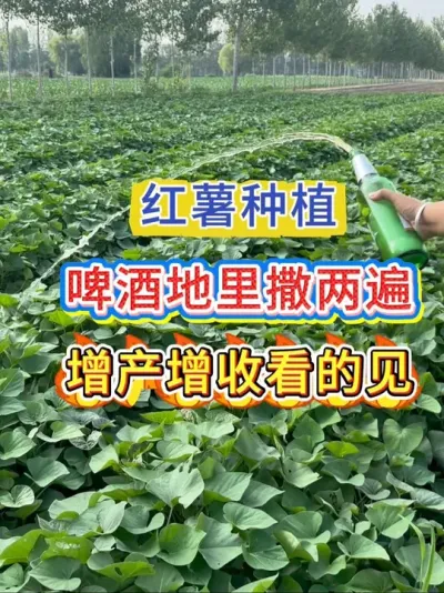 红薯增产管理 红薯地里喷两遍，提质增产看得见#红薯#红薯种植#红薯管理#红薯高产管理 #红薯种植技术