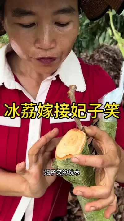 冰荔嫁接妃子#嫁接技术 #新农人计划2025 #dou来广东百千万 #青dou计划
