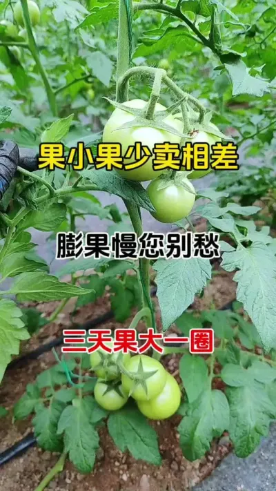 果子小，长不大个，产量低不用愁，一个配方轻松搞定，无激素，无农残，瓜果蔬菜都适用#膨果 #种植小技巧 #农业种植 #番茄膨果