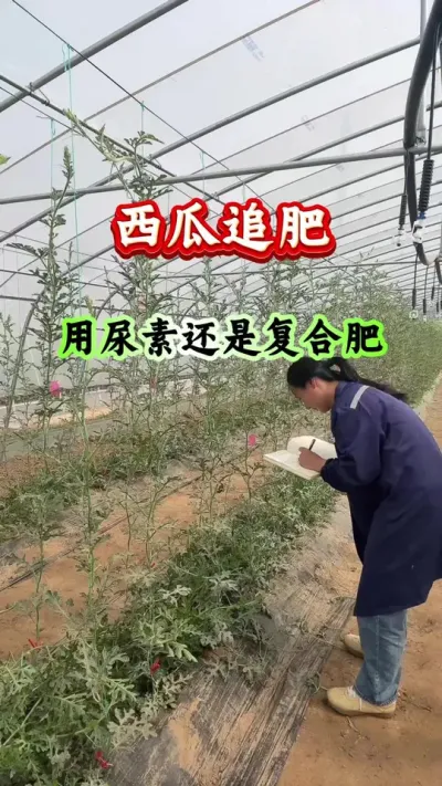 西瓜种植 西瓜追肥用尿素还是复合肥 #西瓜种植 #西瓜管理 #西瓜高产