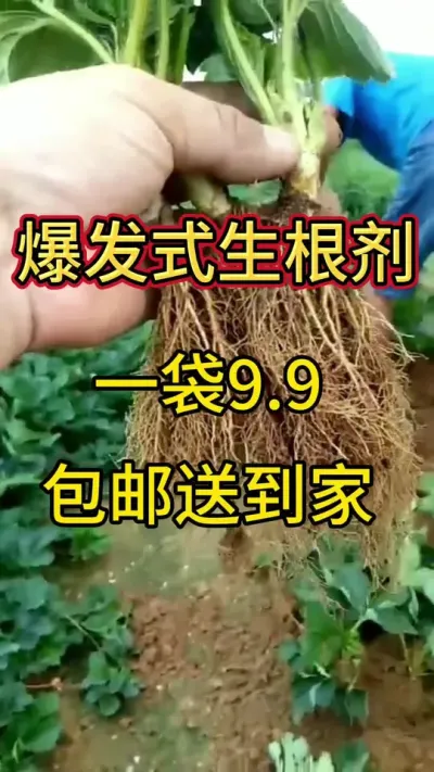 爆发式生根的生根剂，批发价一袋9.9，包邮送到家 #生根剂 #生根 #矿源黄腐酸钾 #生产厂家