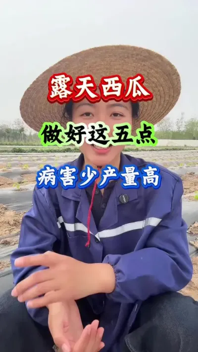 西瓜种植 露天西瓜做好这五点病害少产量高 #西瓜管理 #西瓜高产 #西瓜种植