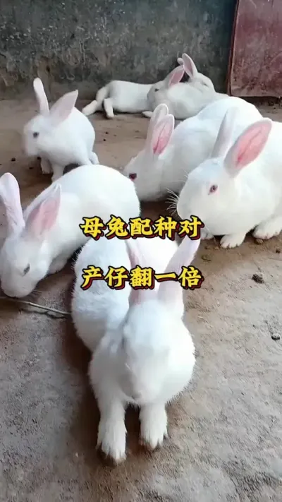 母兔配种对，产仔翻一倍 #兔子 #养兔人 #肉兔养殖 #养兔技术