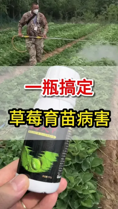 只用一瓶搞定草莓育苗期百种病害#育苗三大病害