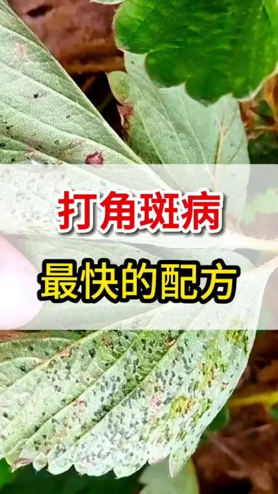 草莓细菌性角斑病，一个高招搞定它#草莓育苗 #细菌性角斑病
