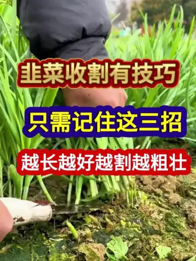 韭菜收割有技巧只需记住这三招越长越好越割越粗壮 #韭菜种植 #韭菜种植方法 #农业种植 #种植小技巧 #三农